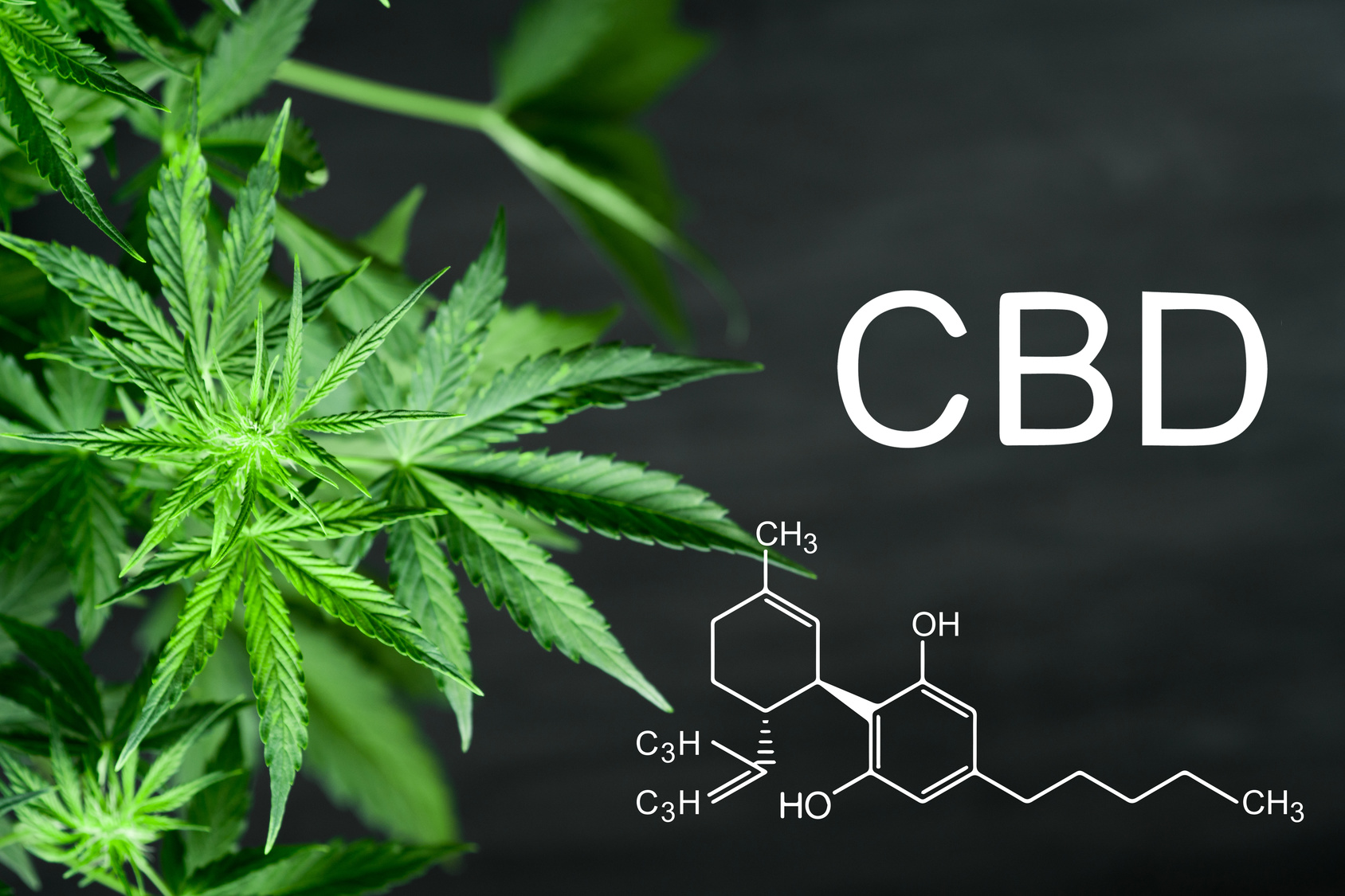 Does CBD get you high?