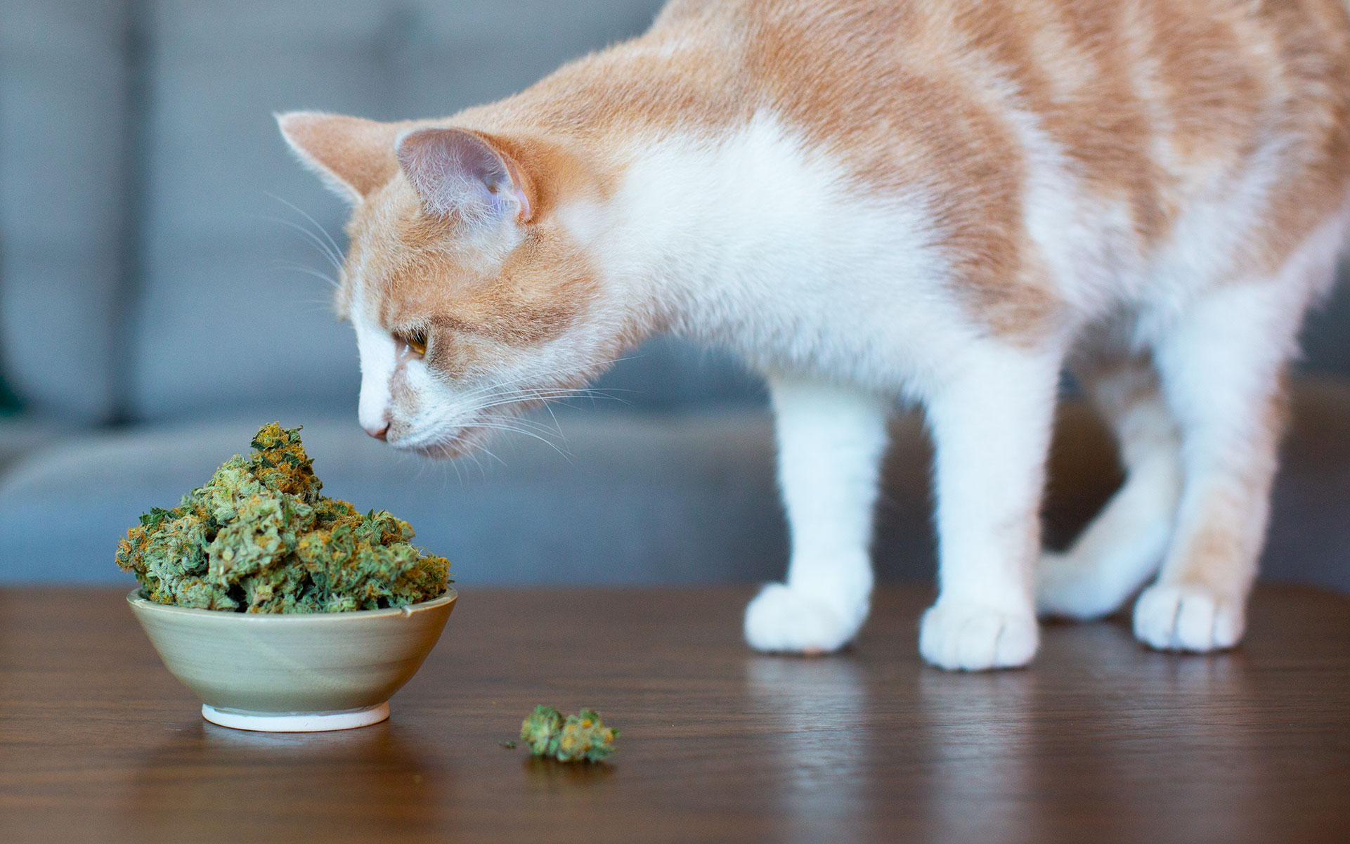 How much CBD Should I Give my Pet?